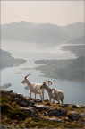 Mountain goats with Loch Leven in the background